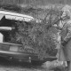 Stadtarchiv Neustadt a. Rbge., ARH Slg. Bartling 964, Transport eines Weihnachtsbaums im Kofferraum eines Mercedes-PKW
