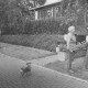 ARH Slg. Bartling 1053, Frau im Spätsommer mit einem gefleckten Hund und einem Dackel steht vor dem Apfelbaum am Eingang des Hauses Apfelallee 23 und liest die am Baumstamm befestigte amtliche Bekanntmachung, Neustadt a. Rbge.