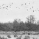 Stadtarchiv Neustadt a. Rbge., ARH Slg. Bartling 1120, Meerbruch im Spätherbst vom Wasser aus gesehen, Überflug eines Vogelschwarms, Steinhuder Meer