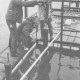 Stadtarchiv Neustadt a. Rbge., ARH Slg. Bartling 1039, Drei Männer beim Aufbau eines Bootsstegs beim einrammen eines Pfahls, Steinhuder Meer
