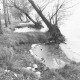 ARH Slg. Bartling 1181, Nordufer, Uferpartie im Spätherbst mit Ausbuchtungen zwischen schräg liegenden Bäumen, Steinhuder Meer
