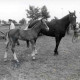 ARH Slg. Bartling 1401, Pferdezuchtverein, Stute und Fohlen auf dem Reitplatz stehend, die Stute gehalten von N. N., Mandelsloh