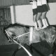 Stadtarchiv Neustadt a. Rbge., ARH Slg. Bartling 2196, Drei Mädchen auf einem Pferd (mit Trakehner-Brandzeichen) stehend beim Voltigieren in der Reithalle, Mandelsloh