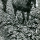 Stadtarchiv Neustadt a. Rbge., ARH Slg. Bartling 3575, Bauer bei der Feldarbeit mit einer vom Pferd gezogenen Egge zwischen den Reihen von Hackfrüchten in der Gemarkung, Helstorf