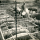 ARH Slg. Bartling 4024, Schweinestall mit Einzelboxen aus Eisenrohren, dahinter Kreislandwirt Friedrich Rode, beim Füttern von frei laufenden Mast-Schweinen, Esperke