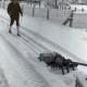 ARH Slg. Bartling 4073, Friedrich Duensing vom Ski-Club Eilvese auf Langlaufskiern im frisch gefallenen Schnee hinter einem Spurengerät, Eilvese