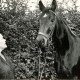Stadtarchiv Neustadt a. Rbge., ARH Slg. Bartling 4209, Frau Rohrmoser stehend vor einem Pferd aus ihrem Gestüt, im Hintergrund eine Hecke, Hagen
