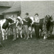ARH Slg. Bartling 4779, Präsentation von vier prämierten Milchkühen, geführt von vier jungen Leuten, vor einem landwirtschaftlichen Gebäude, die vierte Kuh (r.) behängt mit einem Siegerkranz aus Eichenlaub, Otternhagen