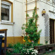 ARH Slg. Bürgerbüro 362, Kleines Beet mit einer Kletterpflanze an einer Hausfassade, Hannover