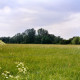 Archiv der Region Hannover, ARH Slg. Bürgerbüro 812, Blick auf eine Weide, Hannover