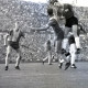 Archiv der Region Hannover, ARH Slg. Fratzer 01-009/0001, Fußball Bundesliga 1964, Hannover 96 gegen Eintracht Braunschweig, Hannover