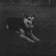 Archiv der Region Hannover, ARH Slg. Fratzer 01-0028/0008, Hund Purzel