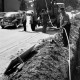 Archiv der Region Hannover, ARH Slg. Weber 02-041/0012, Arbeiter verlegen Kabel in ein ausgehobenes Loch an der B 65, Ditterke