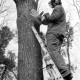 Archiv der Region Hannover, ARH Slg. Weber 02-048/0017, Ein Mann arbeitet an einem Baum