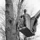 ARH Slg. Weber 02-048/0018, Ein Mann arbeitet an einem Baum