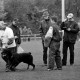 ARH Slg. Weber 02-065/0008, Vorführung eines Hundes auf einem Sportplatz