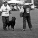 ARH Slg. Weber 02-065/0009, Vorführung eines Hundes auf einem Sportplatz