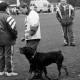 Archiv der Region Hannover, ARH Slg. Weber 02-065/0010, Vorführung eines Hundes auf einem Sportplatz