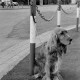 ARH Slg. Weber 02-124/0016, Ein angebundener Hund an der Kreuzung Schulstraße und Lange Feldstraße, Gehrden